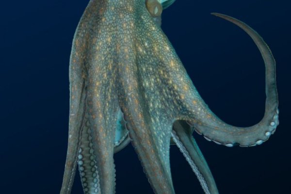 Kraken https